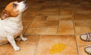 best mop for dog urine