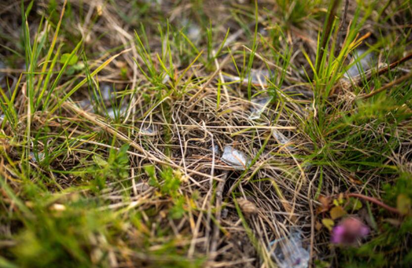 How To Clean Broken Glass Pieces in Grass