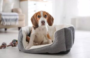 how to clean dog bed