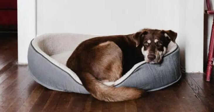 how to wash dog bed without washing machine