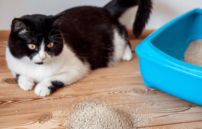 best handheld vacuum for cat litter