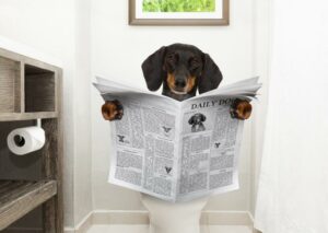 Can You Flush Dog Poop in The Toilet