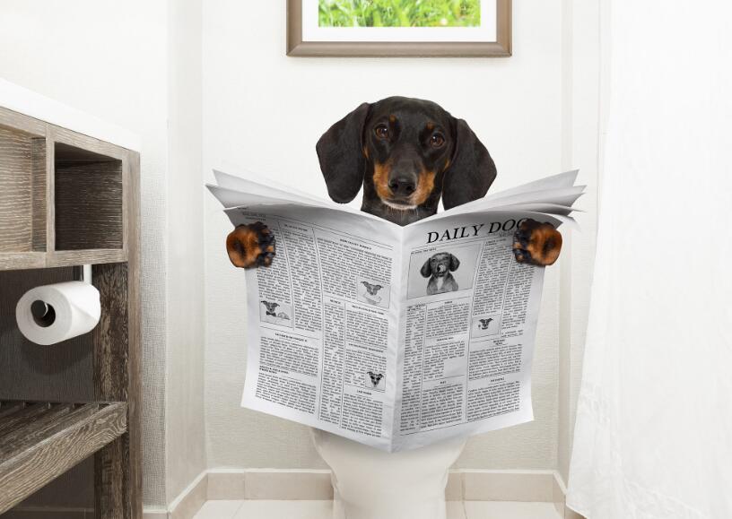 Can You Flush Dog Poop in The Toilet